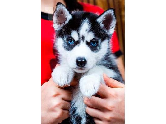 Ανήσυχος γενεαλογικό Husky Puppies έτοιμο για υιοθεσία!...